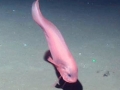 Snailfish