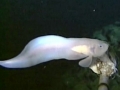 Snailfish