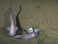 Snailfish