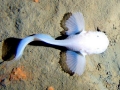 Snailfish