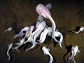 Snailfish
