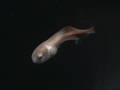 Snailfish