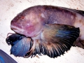 Snailfish