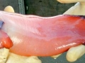 Snailfish