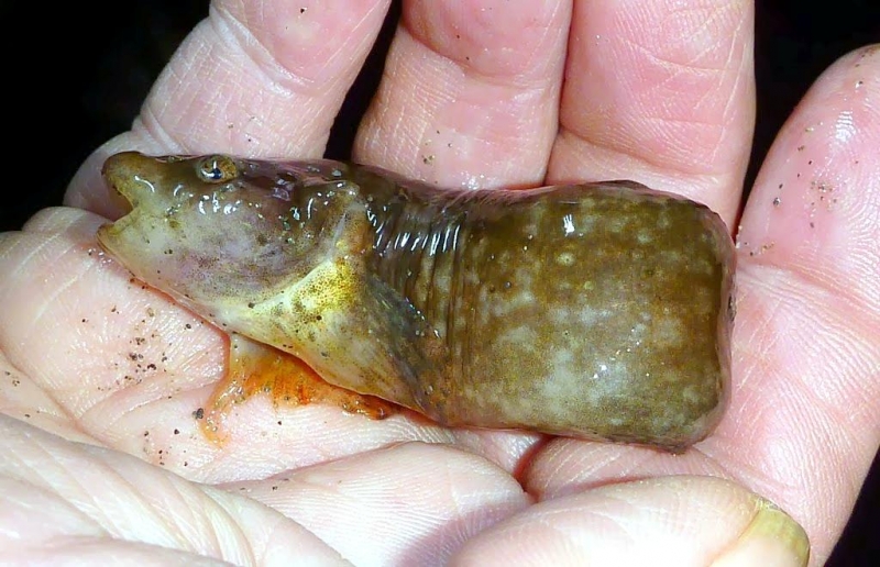 Snailfish