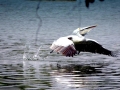 Spot-billed Pelican