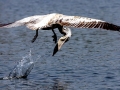 Spot-billed Pelican