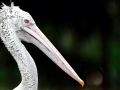 Spot-billed Pelican