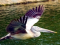 Spot-billed Pelican