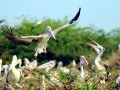Spot-billed Pelican