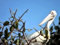Spot-billed Pelican