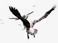 Spot-billed Pelican