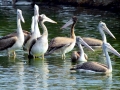 Spot-billed Pelican