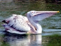Spot-billed Pelican