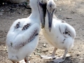 Spot-billed Pelican
