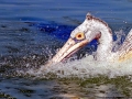 Spot-billed Pelican