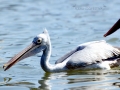 Spot-billed Pelican