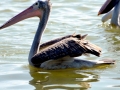 Spot-billed Pelican