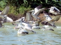 Spot-billed Pelican