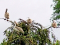 Spot-billed Pelican