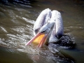 Spot-billed Pelican