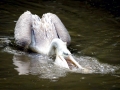 Spot-billed Pelican