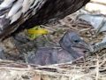 Spot-billed Pelican