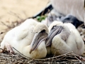 Spot-billed Pelican