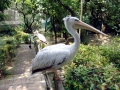Spot-billed Pelican