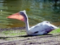 Spot-billed Pelican