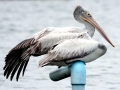 Spot-billed Pelican