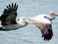 Spot-billed Pelican