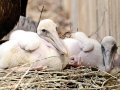 Spot-billed Pelican