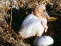 Spot-billed Pelican