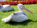 Spot-billed Pelican
