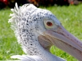 Spot-billed Pelican