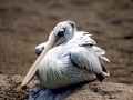 Spot-billed Pelican