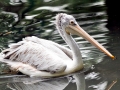 Spot-billed Pelican