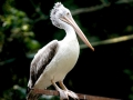 Spot-billed Pelican