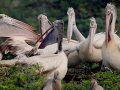 Spot-billed Pelican