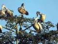 Spot-billed Pelican