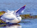Spot-billed Pelican