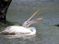 Spot-billed Pelican