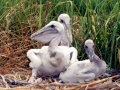 Spot-billed Pelican