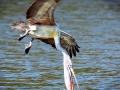 Spot-billed Pelican