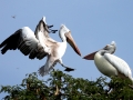 Spot-billed Pelican