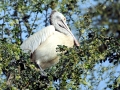 Spot-billed Pelican