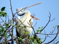 Spot-billed Pelican