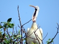 Spot-billed Pelican