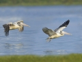 Spot-billed Pelican